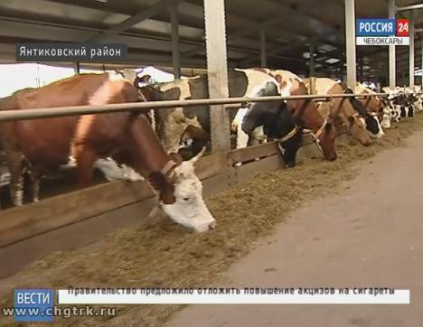 В Янтиковском районе открыли молочный перерабатывающий цех