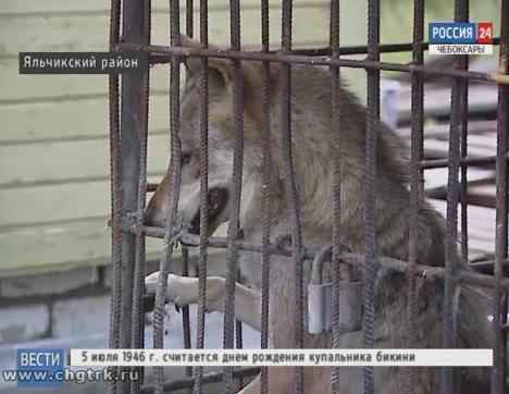 Житель Яльчикского района решил сделать волков туристическим брендом