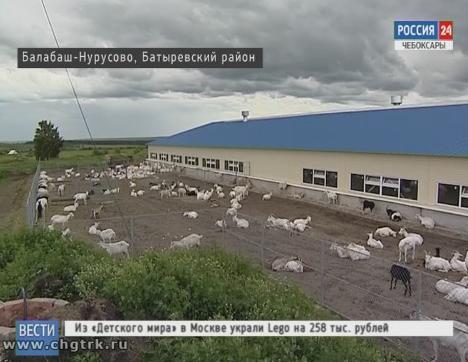 Семья из Батыревского района решила заняться разведением коз