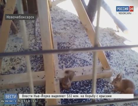 В Ельниковской роще Новочебоксарска белка родила троих бельчат