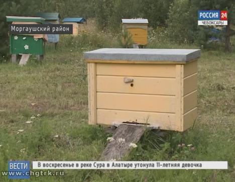 Пчеловод из Чувашии собрал хороший урожай мёда