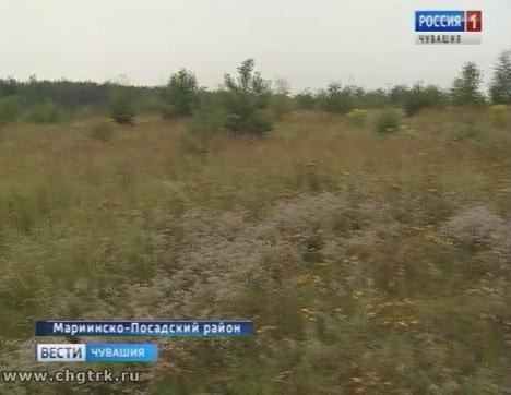 В Мариинско-Посадском районе нашли заброшенный участок земли