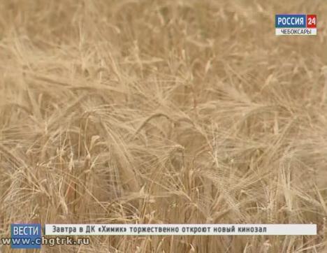 Зерно ждет благоприятного момента