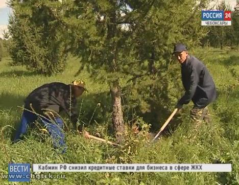 В республике проводят обработку хвойных деревьев от вредителей