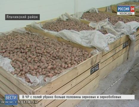 Дожди мешают чувашским аграриям завершить уборку урожая