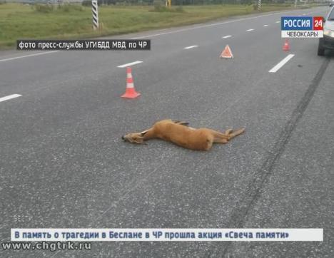 В Новочебоксарске под колёса машины попала косуля