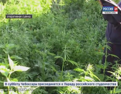 Житель Батыревского района в огороде выращивал коноплю