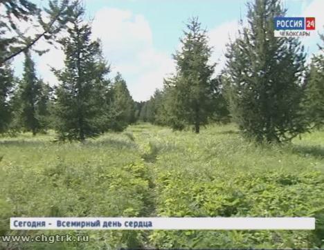 В лесничествах Чувашии идёт сбор семян деревьев хвойных и лиственных пород