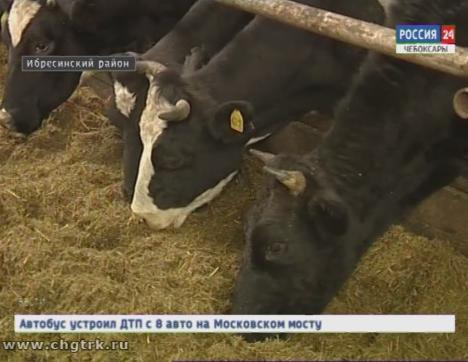 В Ибресинском районе открылся телятник на 100 голов с родильным отделением