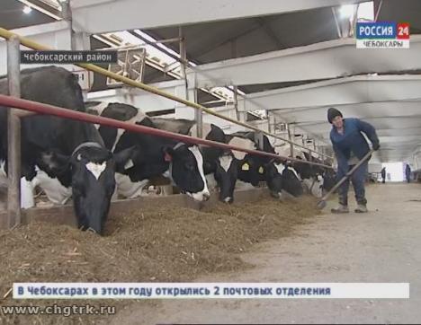 Чувашские фермеры занимаются искусственным осеменением коров