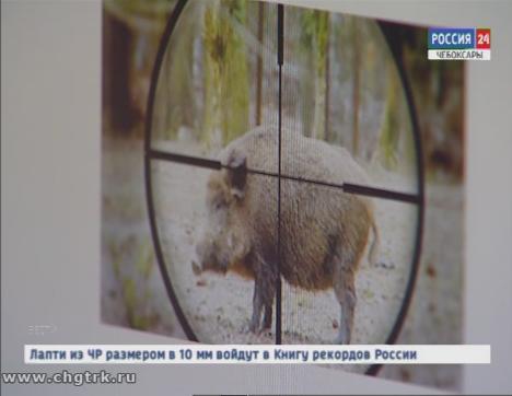 В Чувашии продолжается карантин по африканской чуме свиней