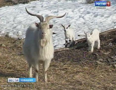 В Чувашстате подвели предварительные итоги сельхозпереписи-2016