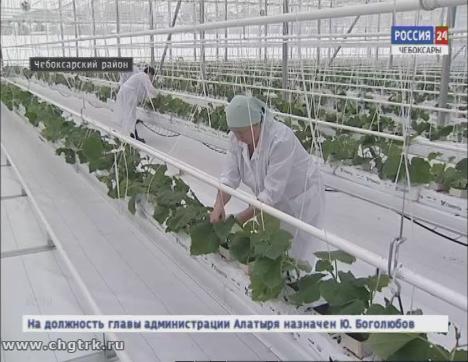 В агрофирме «Ольдеевская»  высадили рассаду в новые современные теплицы