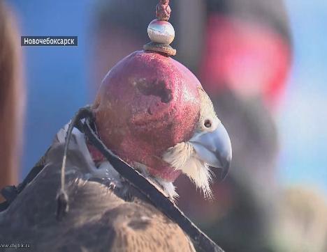 На полигоне бытовых отходов в Новочебоксарске работают пернатые хищники