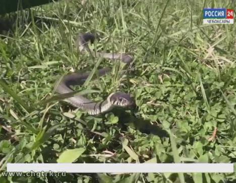 Змеи атакуют: в Чувашии зарегистрировано уже шесть случаев отравления змеиным ядом