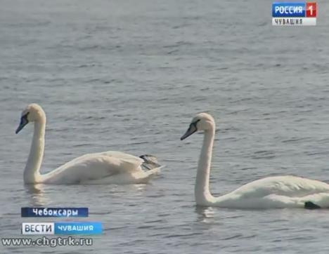 Перелётные гости: в Чебоксары неожиданно прилетели лебеди