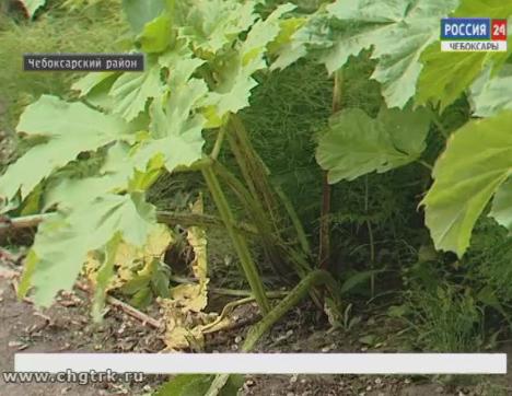 Чувашию заполоняет опасный сорняк борщевик