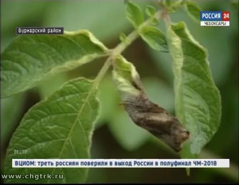 Жаркая и влажная погода спровоцировала размножение вредителей, атакующих посевы