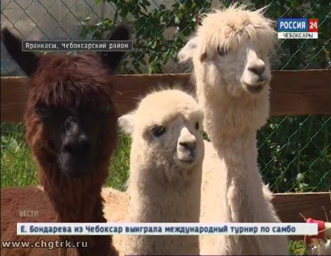 Фермер из Чувашии разводит экзотических альпак