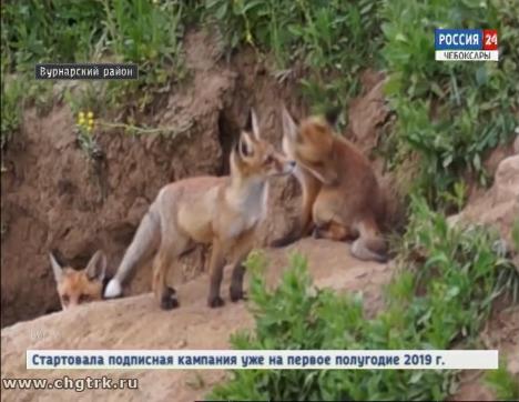 В республике проводят иммунизацию лис