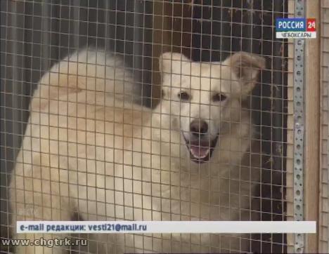 В Чебоксарах пройдет выставка-раздача бездомных собак и кошек