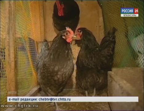 По предварительным данным, в Батыревском и Комсомольском районах выявлен птичий грипп