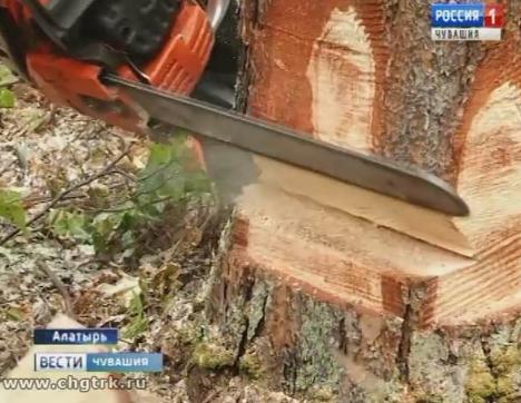 В Алатыре выбрали лучшего вальщика леса