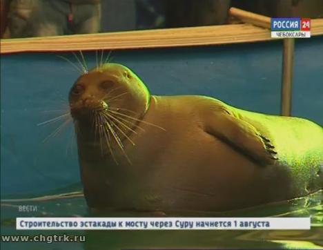 В Чебоксарах гостят байкальские нерпы