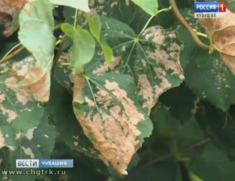 Виной всему слизистый пилильщик: в Чебоксарах и Новочебоксарске стали сохнуть липы