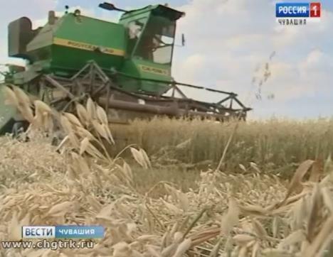 Чувашские аграрии вышли на уборку зерновых