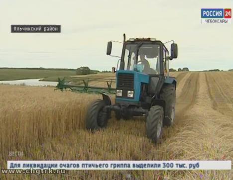 В Чувашии приступили к уборке озимых