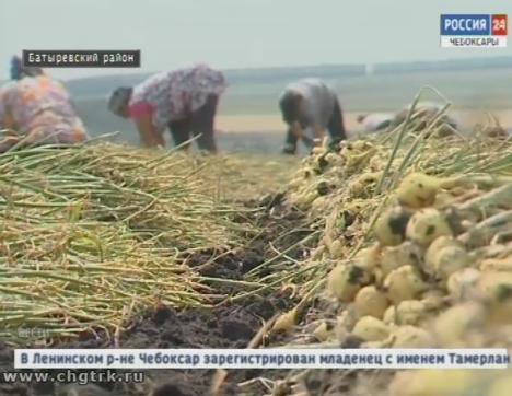 В республике приступили к уборке лука-севка