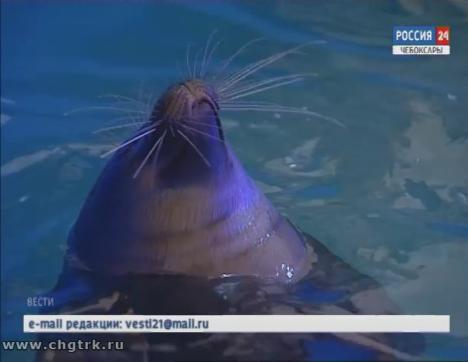 Воспитанникам чебоксарского социально-реабилитационного центра посчастливилось увидеть шоу байкальских нерп