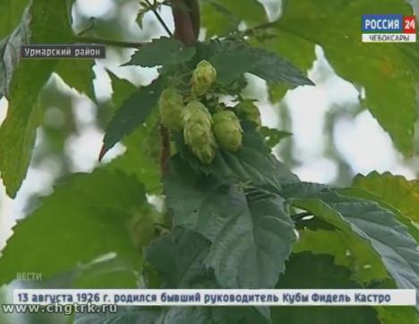 В этом году чувашским аграриям удалось спасти  хмель от вредителей и заболеваний