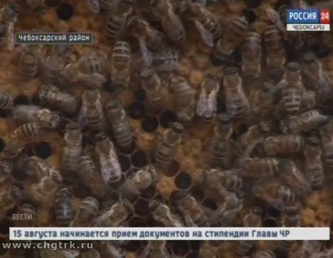 В Чувашии планируют  увеличить площадь медоносных культур, чтобы подпитать пчел 