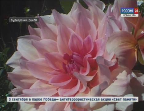 Жительница Чувашии вырастила на своём участке около 50 сортов георгинов