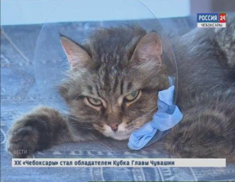 Ветеринары отмечают профессиональный праздник