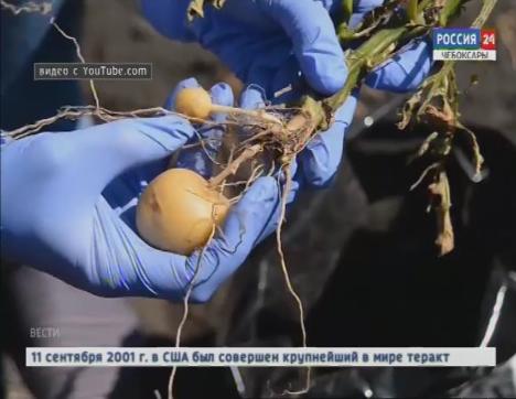 Как бороться против нематоды картофеля?