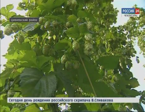 В республике идёт уборка хмеля