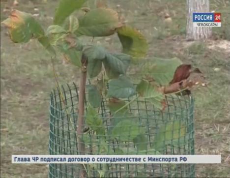 На Южном посёлке появилась новая аллея из каштанов 