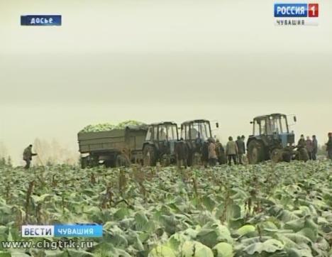 На очереди кукуруза, подсолнечник  и поздние сорта капусты: в Чувашии продолжается уборочная кампания 
