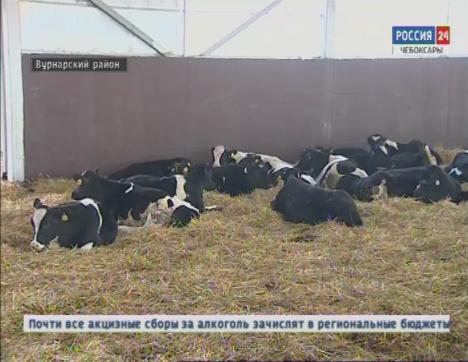В Вурнарском районе открыли новый телятник на 2400 голов