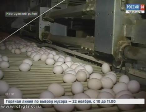 Одно из крупнейших предприятий по производству куриных яиц в Поволжье отметило полувековой юбилей 