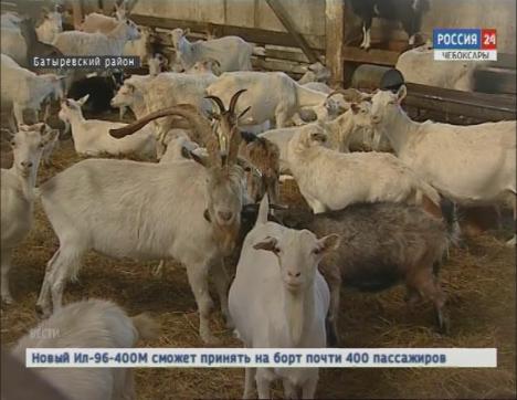 В Батыревском районе появится цех по переработке коровьего и козьего молока