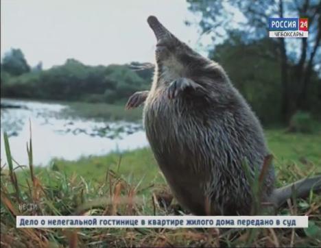 Сенсационная находка в Присурье: учёные обнаружили животных, которых, как считалось, нет в Чувашии
