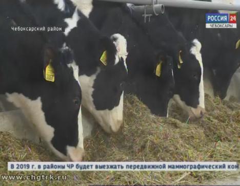 По европейским стандартам: в Чебоксарском районе открылся новый животноводческий комплекс