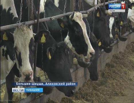 Одно из хозяйств Аликовского района бьёт рекорды по надоям молока
