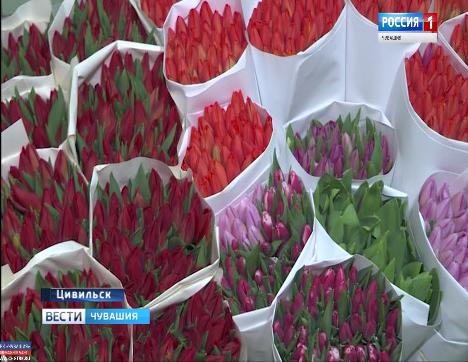 Голландские тюльпаны прижились в Чувашии