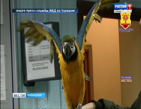 Возвращение блудного попугая: чувашские полицейские сняли с поезда похитителя экзотической птицы с передвижной зоовыставки