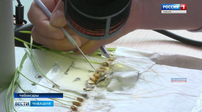 Проверка на болезни: специалисты республиканского филиала Россельхозцентра проводят перед посевом фитоэкспертизу семян 